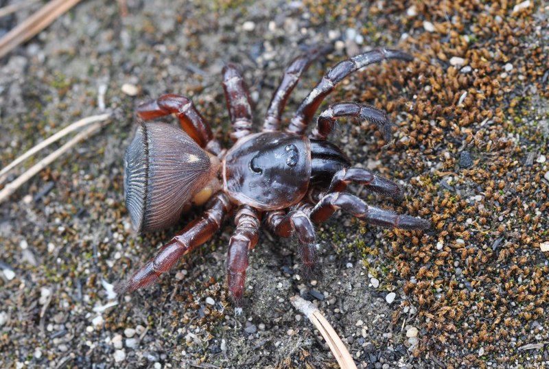 Паук Cyclocosmia ricketti