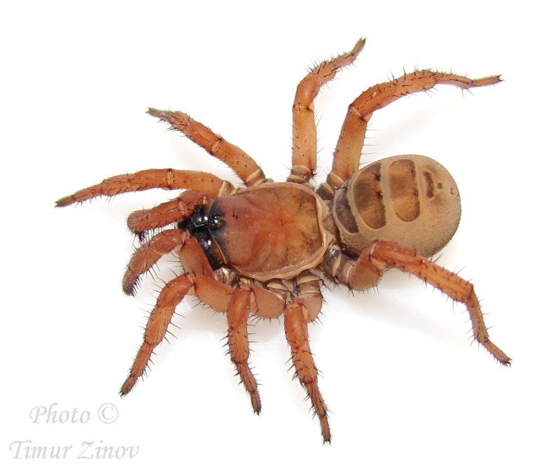 Паук Mesothelae