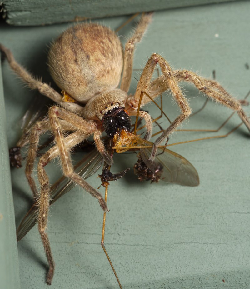 Паук-охотник (Sparassidae)