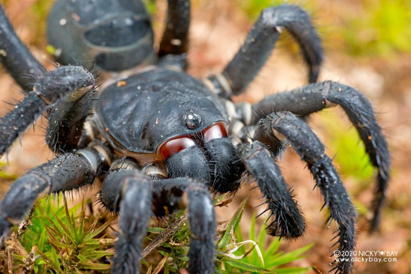 Liphistius malayanus