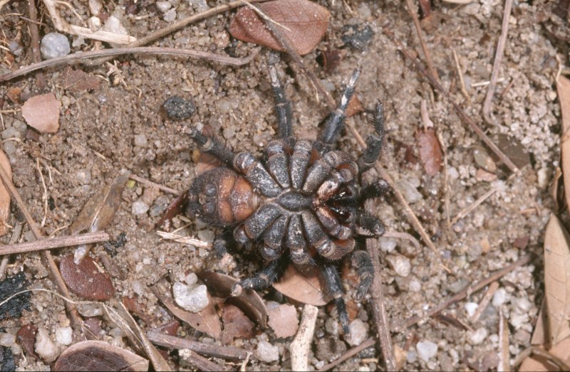 Attercopus паук