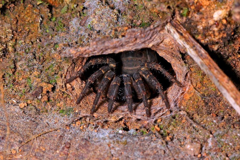 Паук Trapdoor