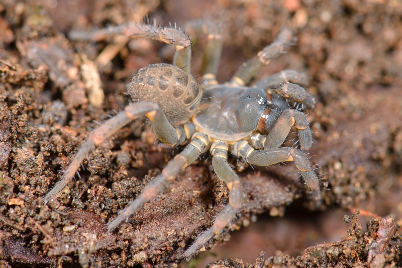 Паук Mesothelae