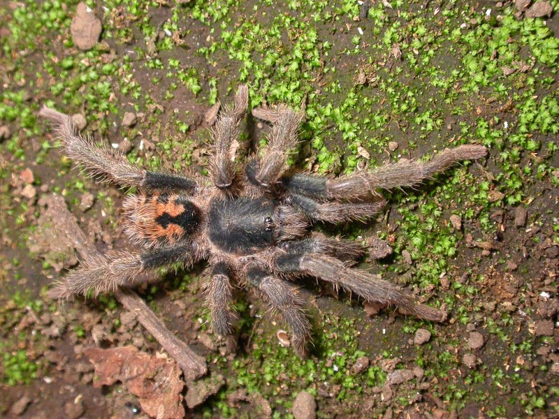 Паук Cyclosternum fasciatum