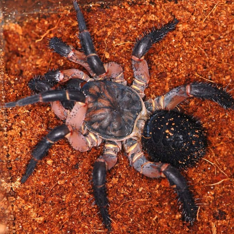 Liphistius jarujini