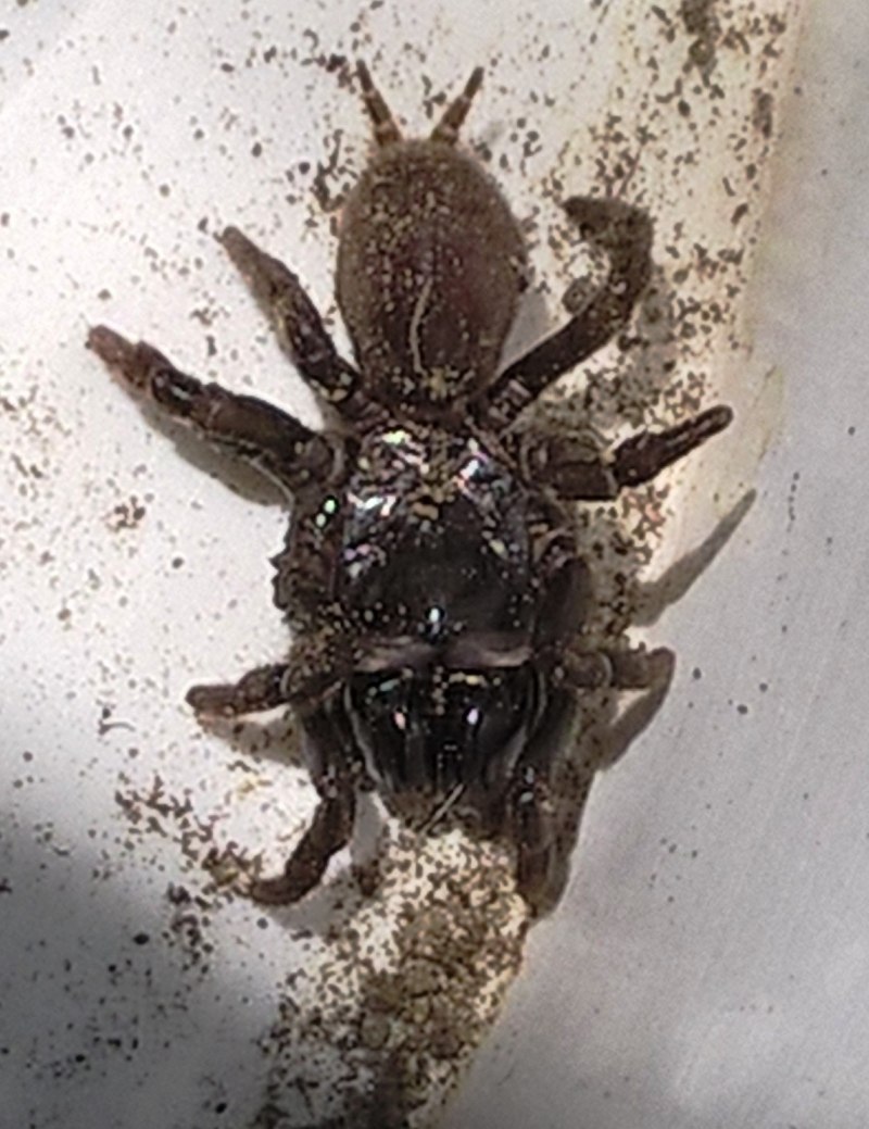 Atypus Magnus