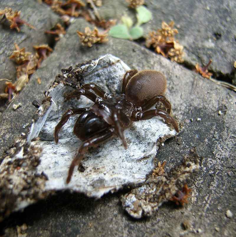 Atypus muralis