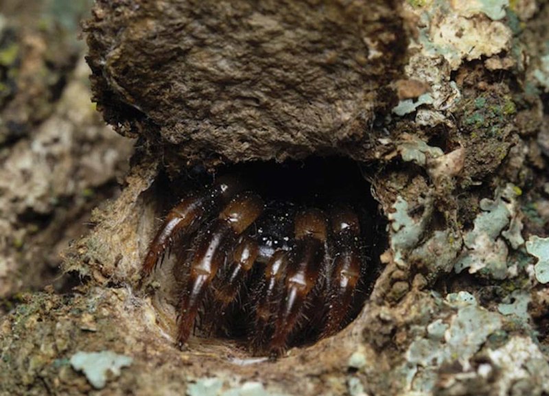 African Trapdoor Spider