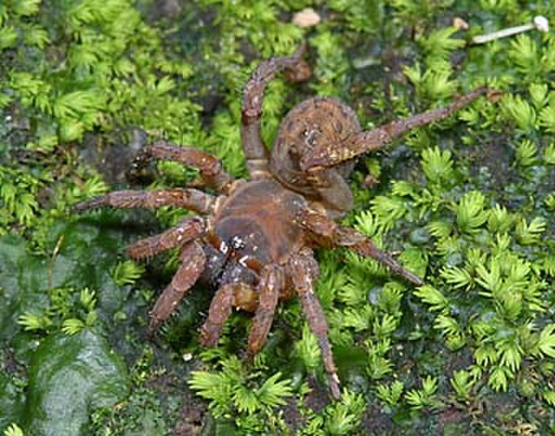 Паук Mesothelae
