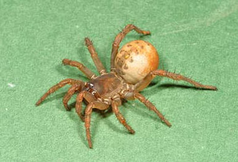 Членистобрюхие пауки Liphistiomorphae