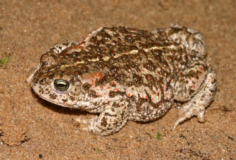 Камышовая жаба Bufo calamita