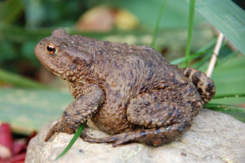 Серая жаба Bufo Bufo