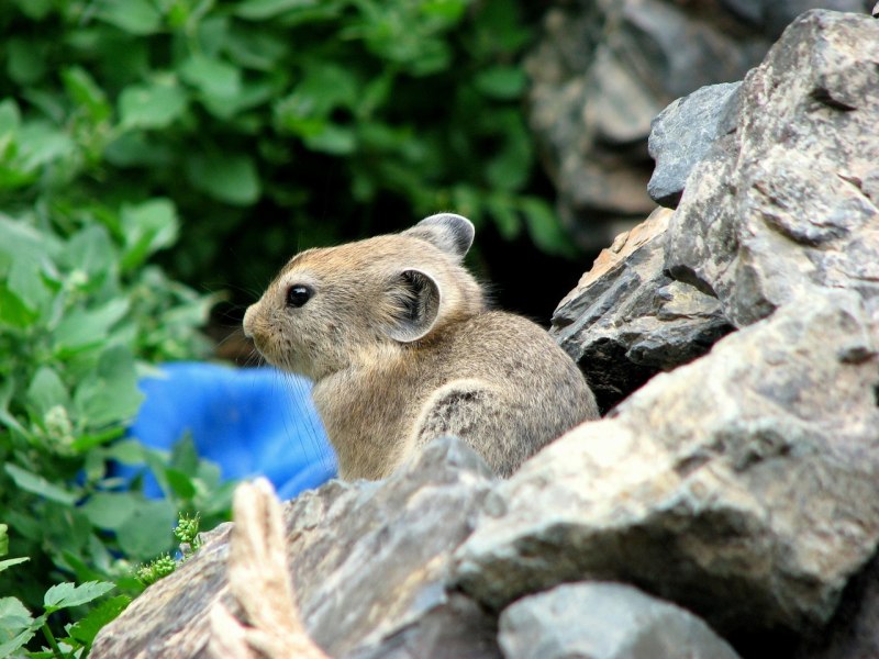 Корсиканская пищуха