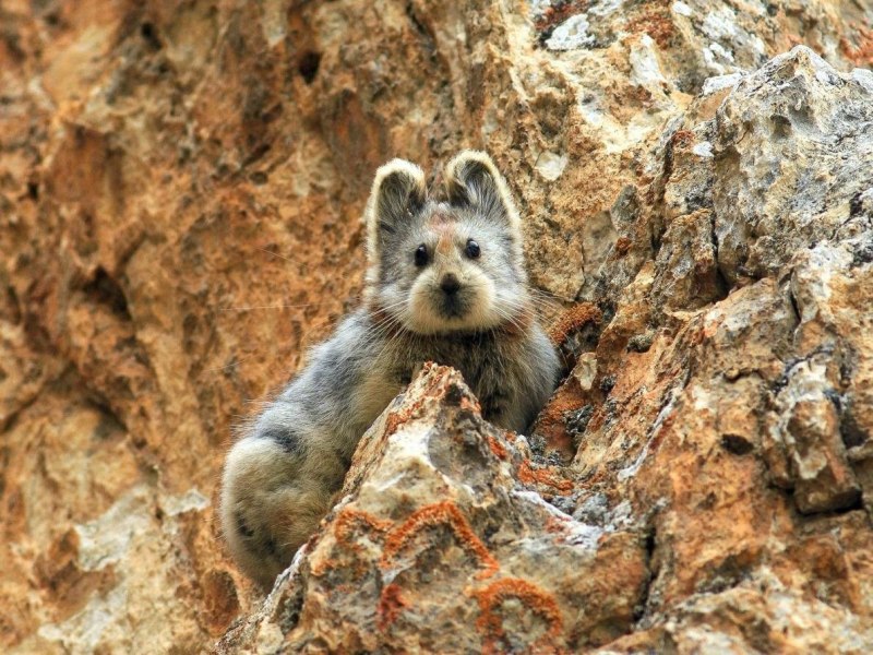Ili Pika (Илийская пищуха)