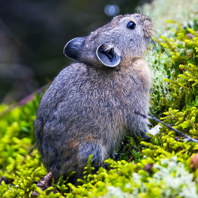 Северная пищуха (Ochotona Hyperborea)