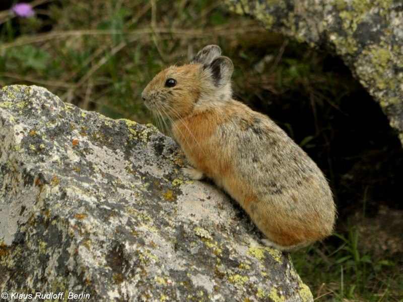 Ochotona Rutila