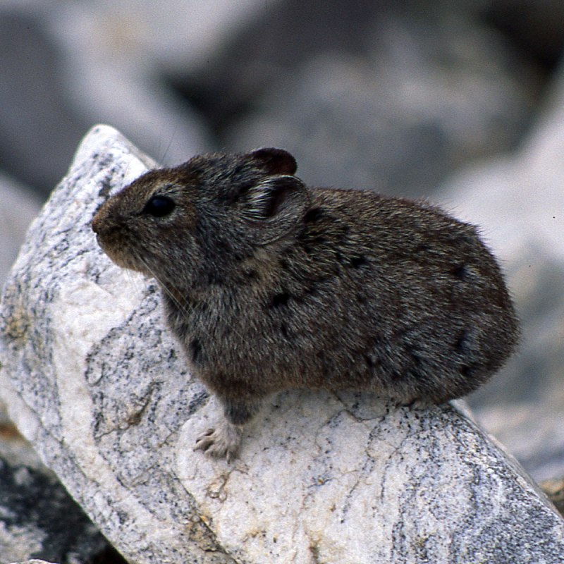 Ochotona thibetana sikimaria
