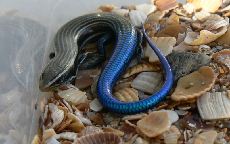 Chalcides sexlineatus