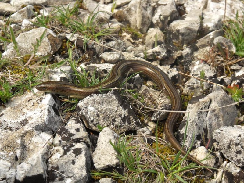 Chalcides Chalcides. Ящерица