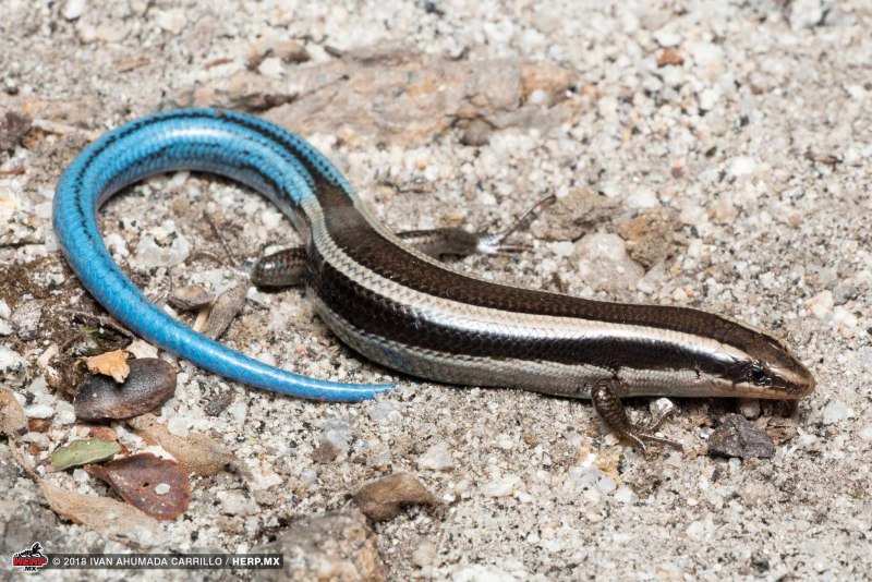 Plestiodon skiltonianus