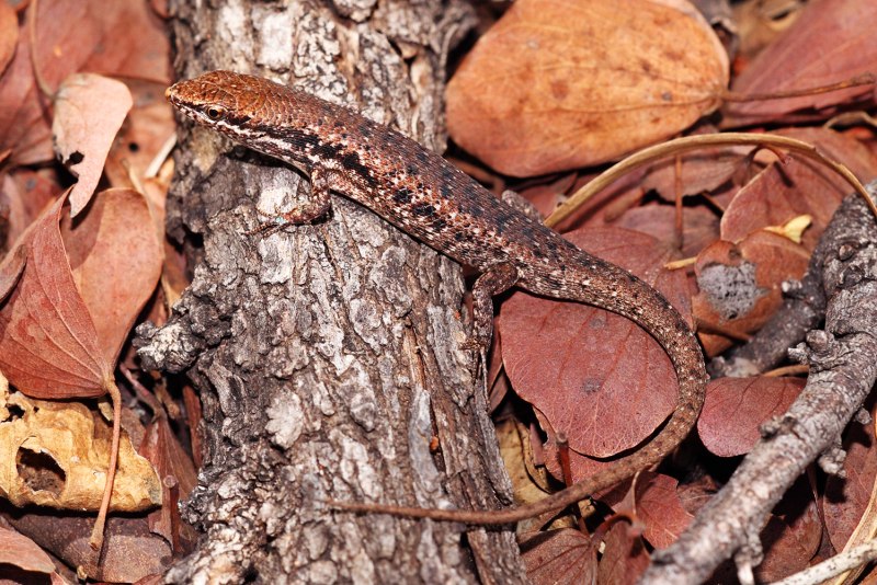 Cylindrical Skink