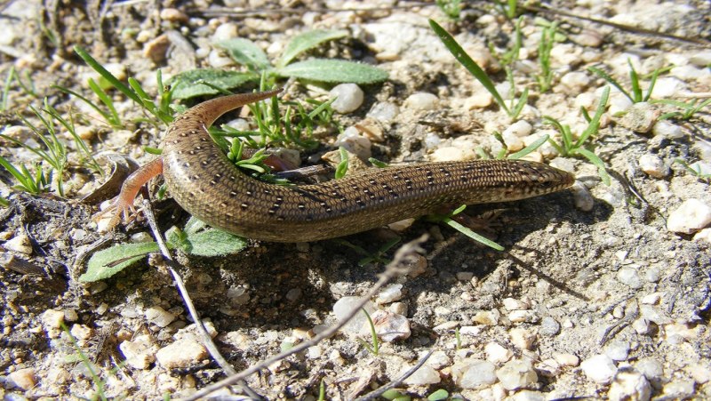 Cantao ocellatus