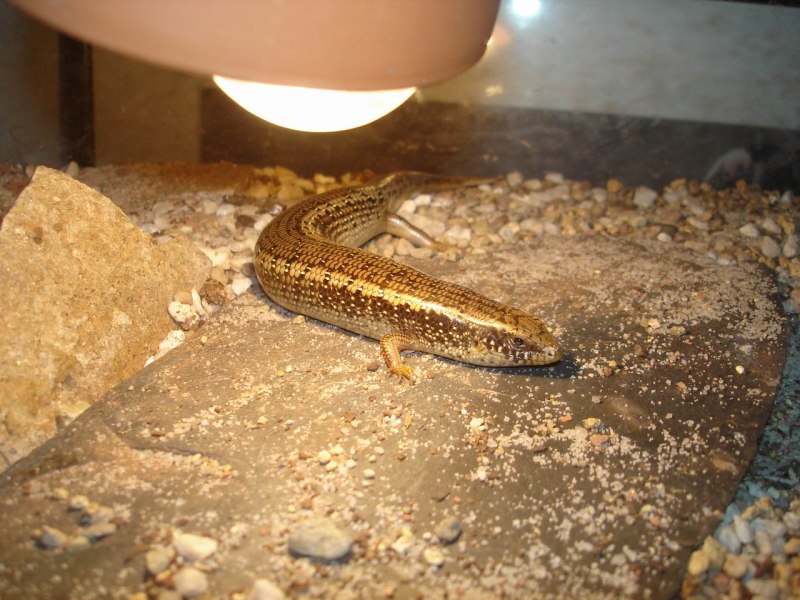 Chalcides ocellatus содержание