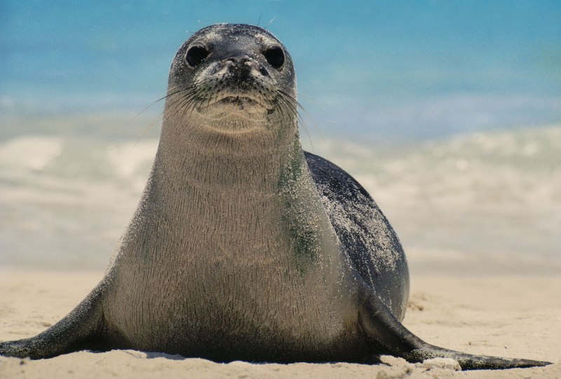 Seal тюлень