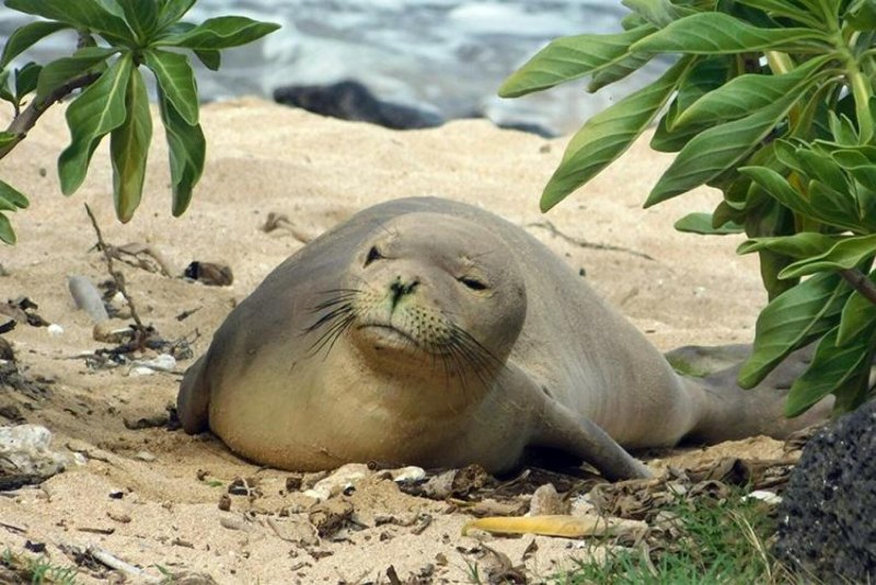 Monk Seal