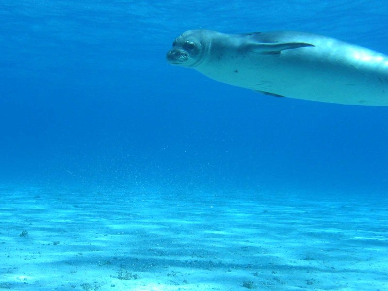 Monk Seal Гавайи