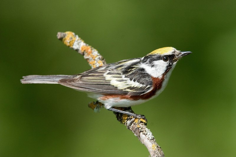 Warblers animal
