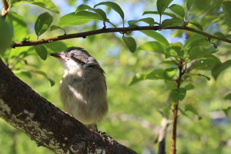 Swamp Sparrow