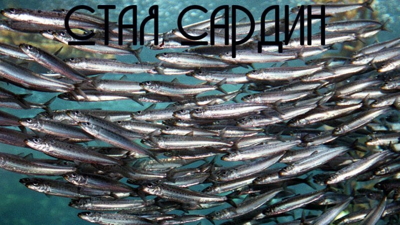 Тюлька Азовское море