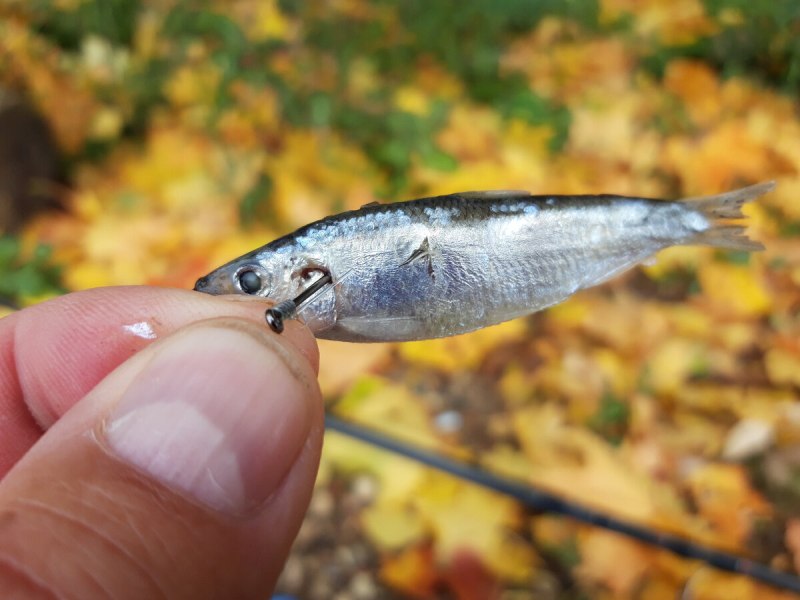 Lucky Craft bevy Minnow 45sp
