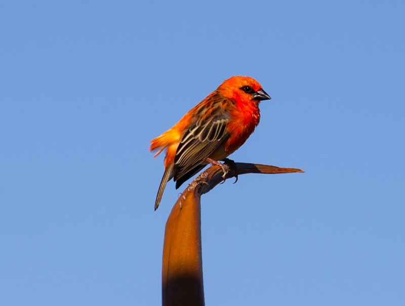 Red Fody