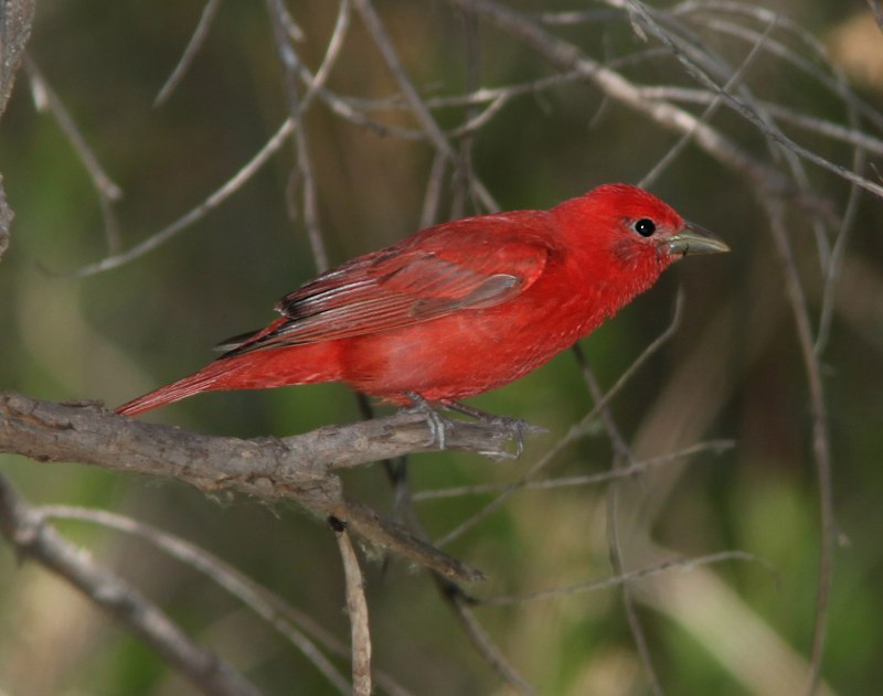 Piranga rubra