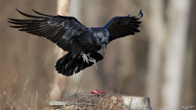 Corvus meeki