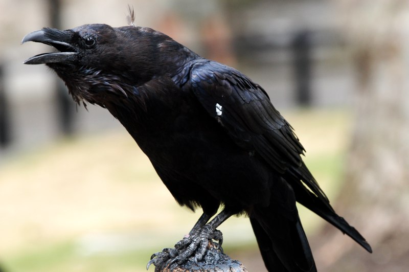 Королевский ворон Коракс