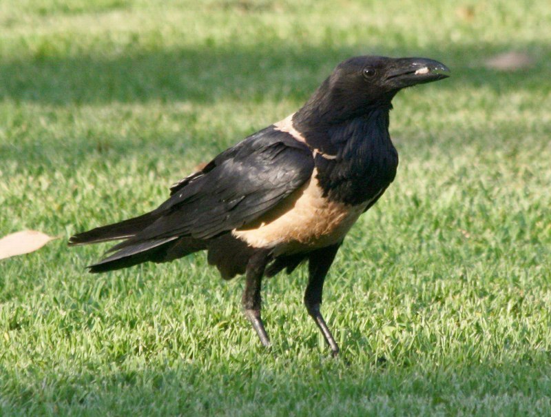 Corvus typicus