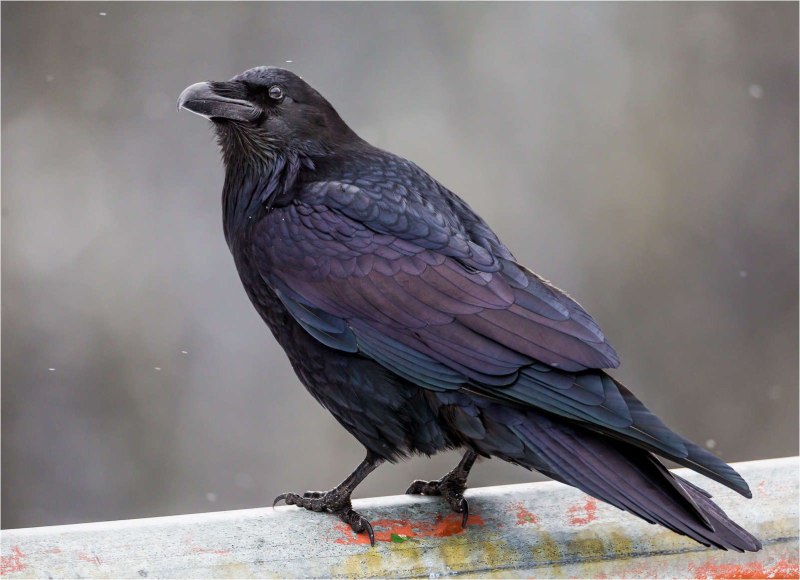Королевский ворон Коракс