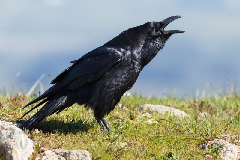 Черный ворон Corvus Corax