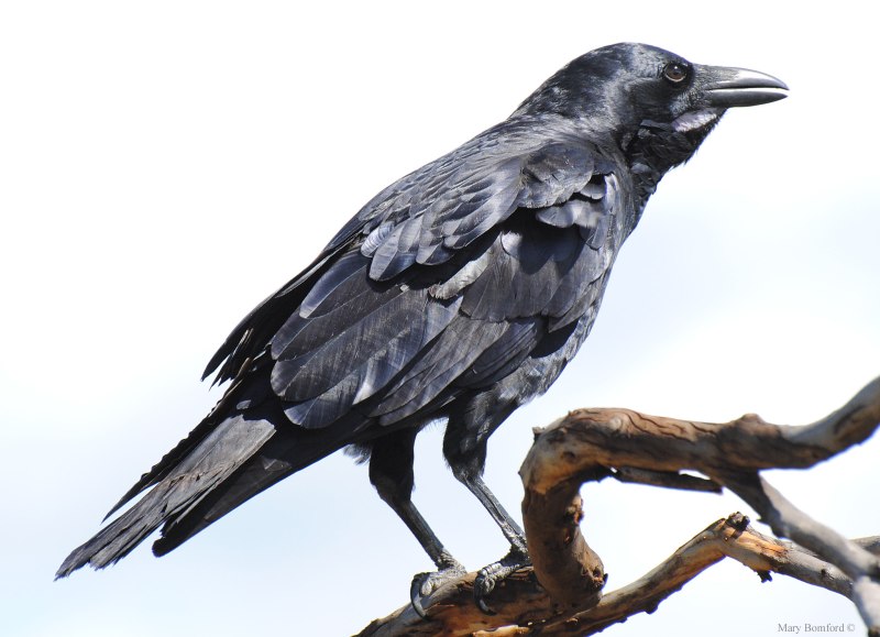 Corvus coronoides