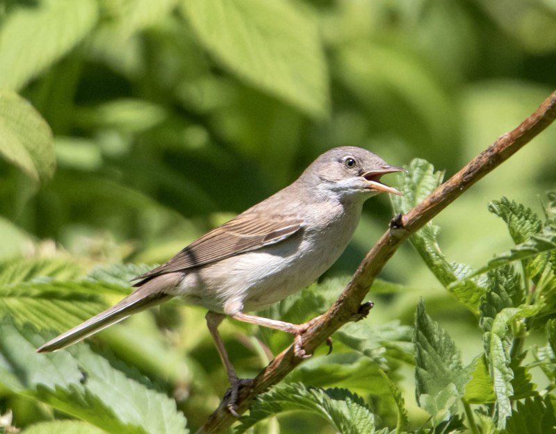 Серая Славка (Sylvia communis)