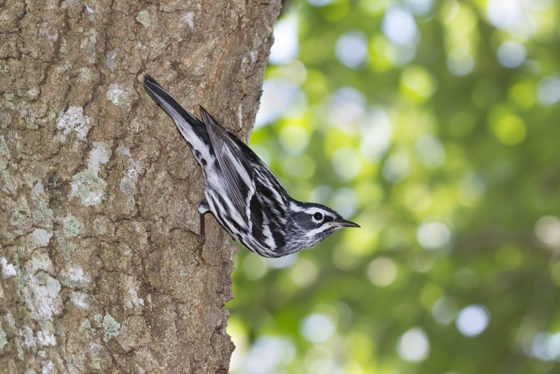 Пегий певун / Black-and-White Warbler (Mniotilta Varia)