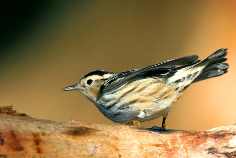 Пегий певун / Black-and-White Warbler (Mniotilta Varia)