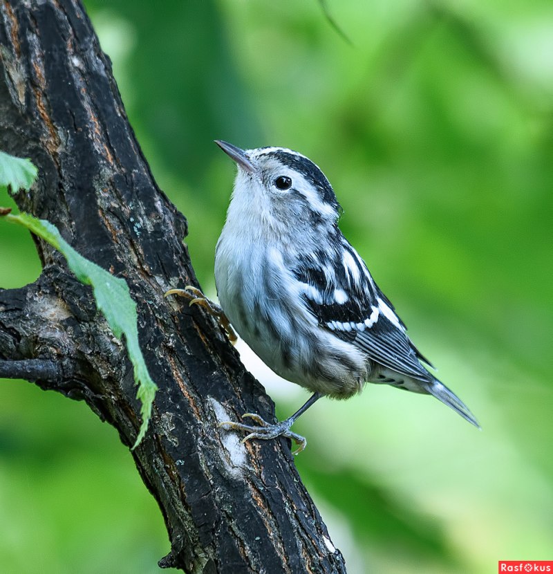 Пегий певун / Black-and-White Warbler (Mniotilta Varia)