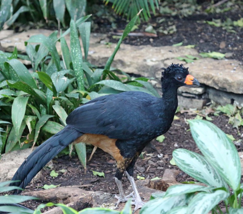 Curassow птица