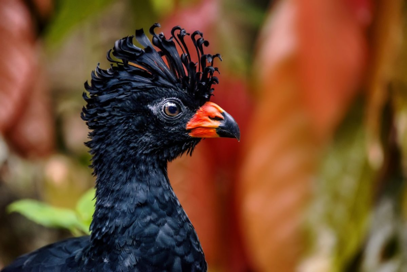 Птица дух Южной Америки