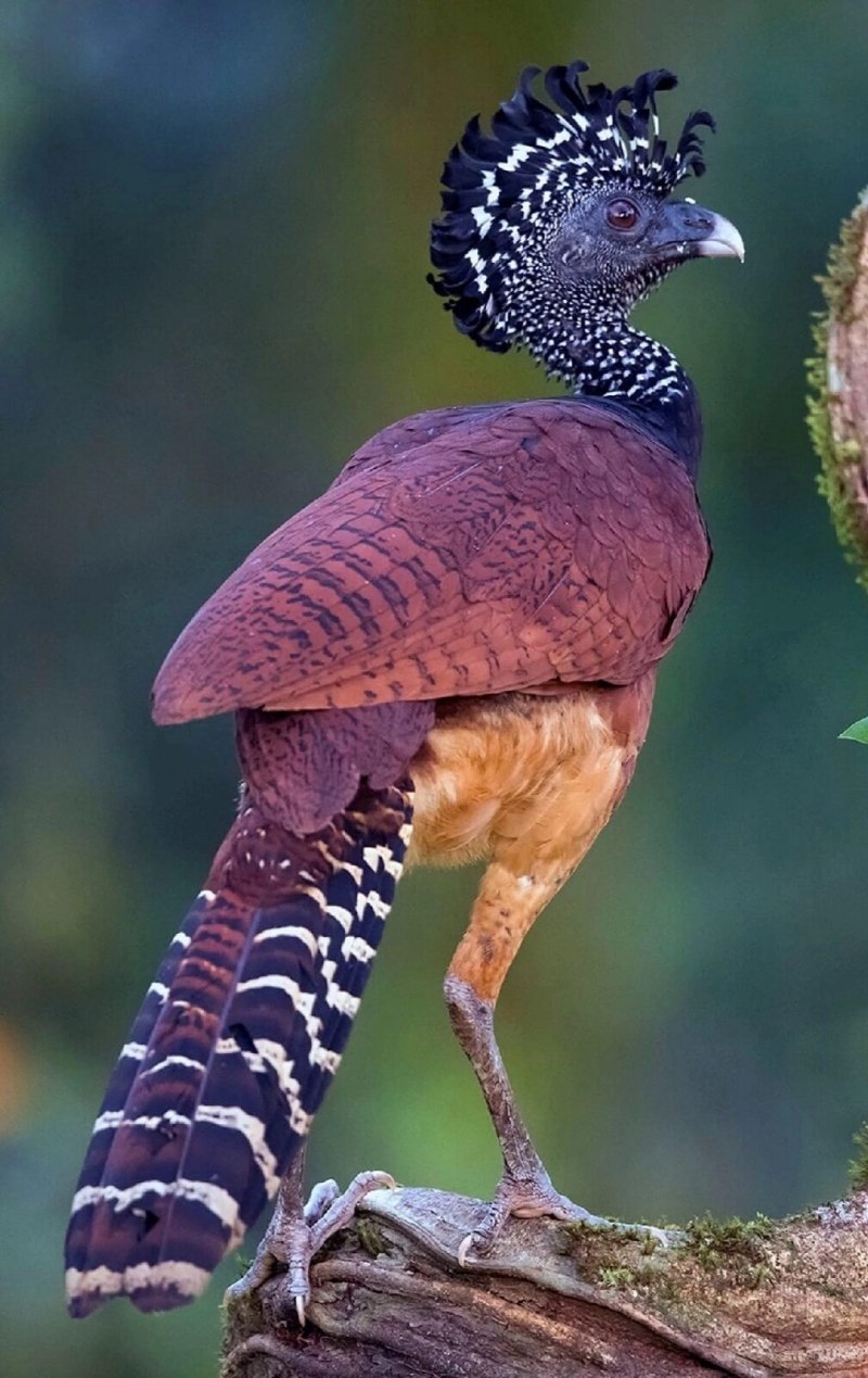 Crax rubra