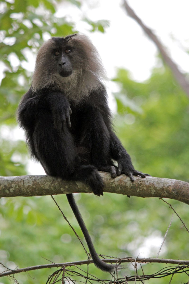 Six eared macaque
